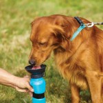 Μπουκάλι Νερού για Κατοικίδια 500ml – Aqua Dog